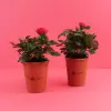 MINI PLANTE FLEURIE EN POT TERRE PERSONNALISABLE 'LIMIFO'