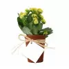 MINI PLANTE FLEURIE EN POT TERRE PERSONNALISABLE 'LIMIFO'
