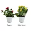 MINI PLANTE FLEURIE EN POT TERRE PERSONNALISABLE 'LIMIFO'