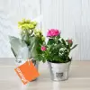 MINI PLANTE FLEURIE EN POT TERRE PERSONNALISABLE 'LIMIFO'