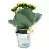 MINI PLANTE FLEURIE EN POT TERRE PERSONNALISABLE 'LIMIFO'
