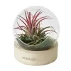 TERRARIUM PERSONNALISÉ EN VASE AVEC SOCLE EN BOIS 'RALINA'