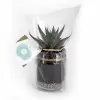 MINI PLANTES DEPOLLUANTES PERSONNALISABLES MIF 'ALORA'