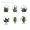 MINI PLANTE EN POT CERAMIQUE PERSONNALISABLE 'LIMIFO'