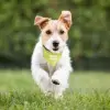 COLLIER VISIBILITE ANIMAUX PERSONNALISABLE 'DOGGY'