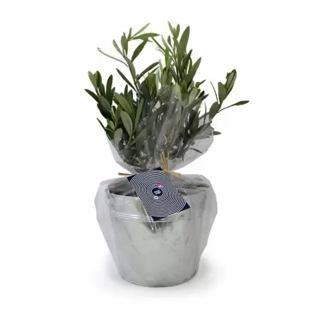 OLIVIER EN POT ZINC PERSONNALISABLE 'OLIVIAN'