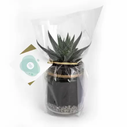 MINI PLANTES DEPOLLUANTES PERSONNALISABLES MIF 'ALORA'
