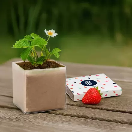 KIT PLANTATION PUBLICITAIRE SACHET PAPIER BLANC 'MUNDA QUADRI' 