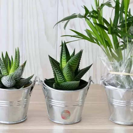 MINI PLANTE EN POT ZINC PERSONNALISABLE 'LIMIFO'