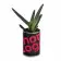 CANETTE À PLANTE DÉPOLLUANTE PERSONNALISABLE 'PLANTY'