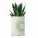 PLANTE EN POT PERSONNALISÉE 'PURETE'