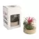 TERRARIUM PERSONNALISÉ EN VASE AVEC SOCLE EN BOIS 'RALINA'