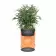 BARIL PRESENTOIR BOTANIQUE PERSONNALISABLE 'BAROUL PLANT'