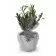 OLIVIER EN POT ZINC PERSONNALISABLE 'OLIVIAN'