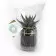 MINI PLANTES DEPOLLUANTES PERSONNALISABLES MIF 'ALORA'