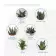 MINI PLANTES DEPOLLUANTES PERSONNALISABLES MIF 'ALORA'