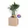 CUBE EN BOIS PERSONNALISABLE AVEC PLANTE OU ARBRE 'HARWOR'