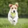 COLLIER VISIBILITE ANIMAUX PERSONNALISABLE 'DOGGY'