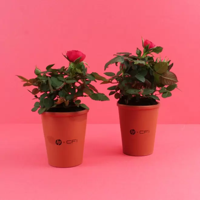 MINI PLANTE FLEURIE EN POT TERRE PERSONNALISABLE 'LIMIFO'