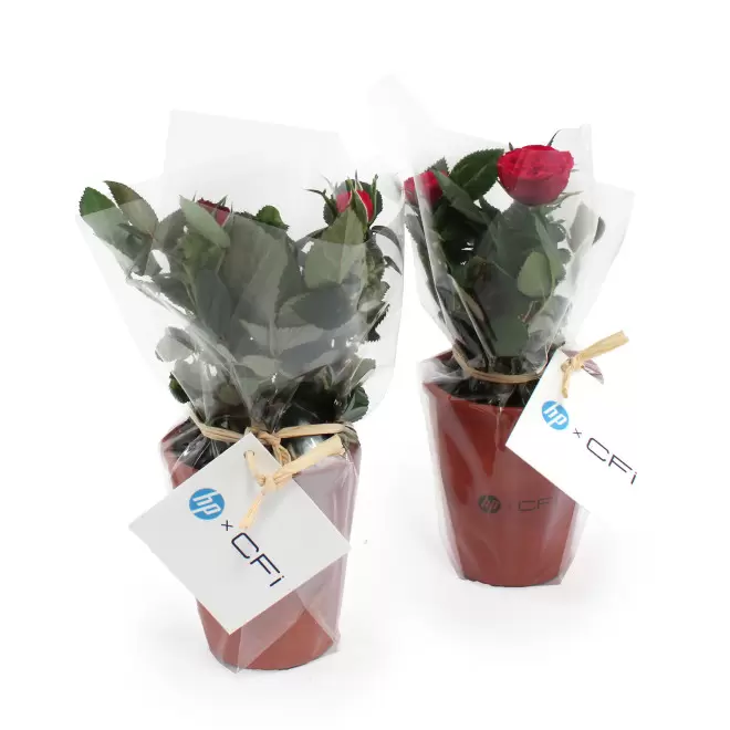 MINI PLANTE FLEURIE EN POT TERRE PERSONNALISABLE 'LIMIFO'