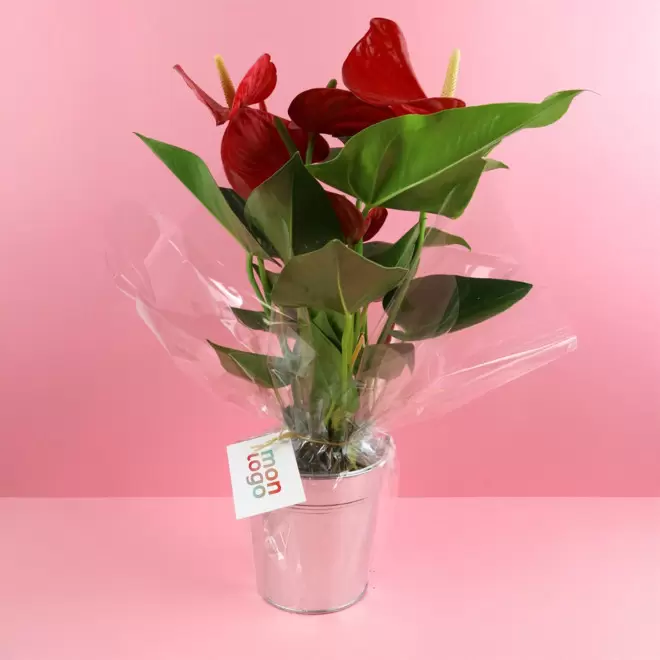 GRANDE PLANTE EN POT DE ZINC PERSONNALISABLE 'LUMIFO'