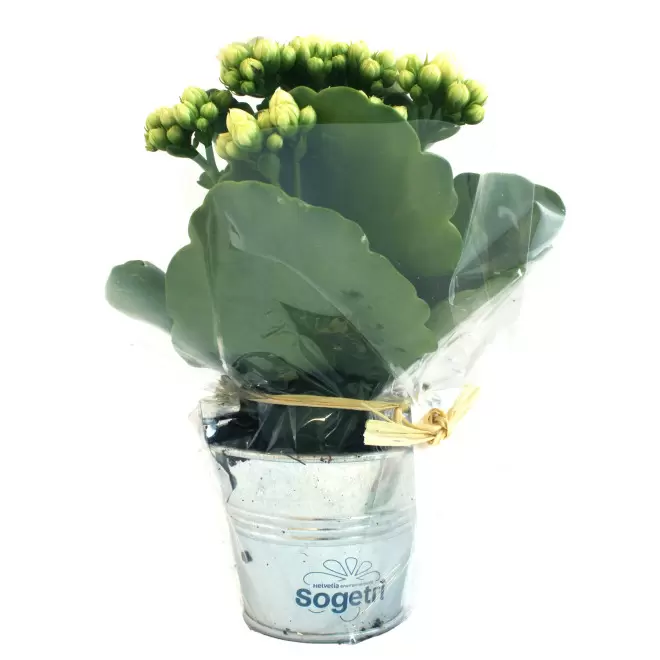 MINI PLANTE FLEURIE EN POT TERRE PERSONNALISABLE 'LIMIFO'
