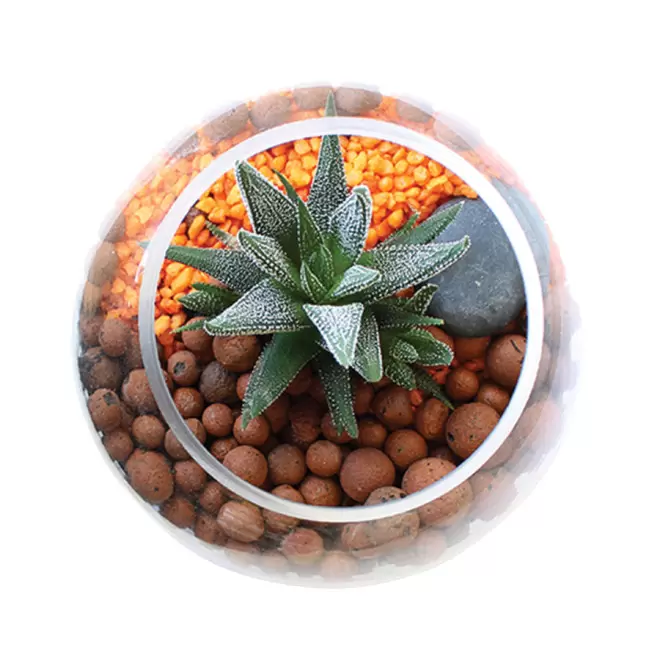 TERRARIUM PERSONNALISÉ POUR PLANTE 'TERRARIUS'