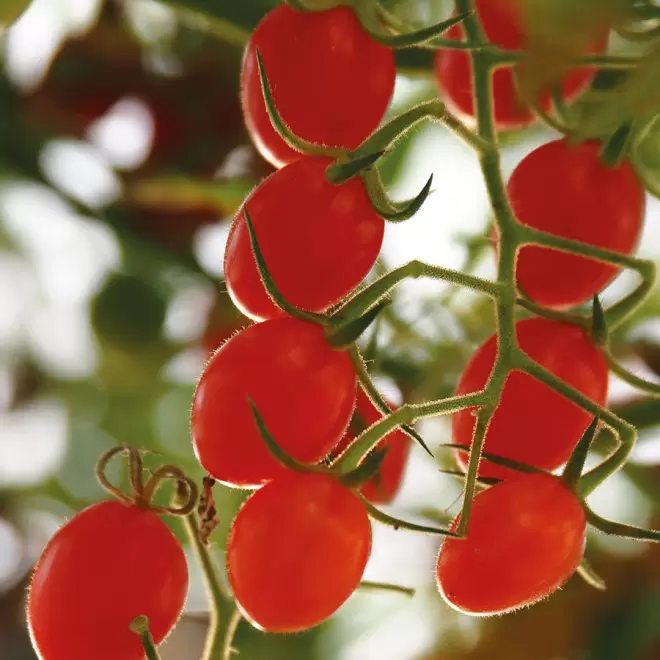 CARTE PERSONNALISABLE AVEC 3 SACHETS DE GRAINES 'KARTA'