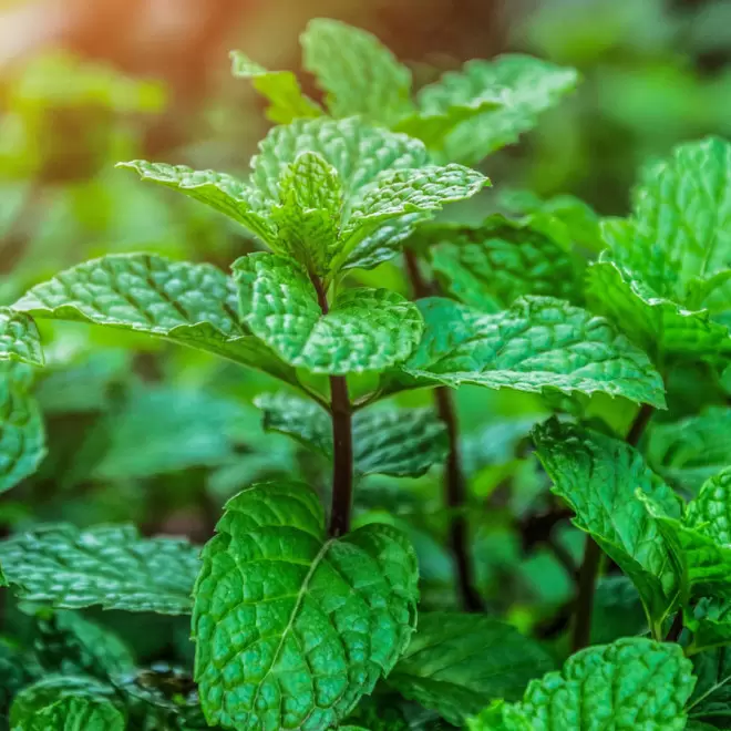 CARTE PERSONNALISABLE AVEC 3 SACHETS DE GRAINES 'KARTA'