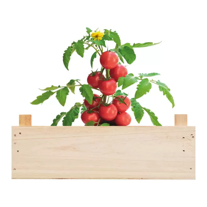 KIT DE CULTURE PERSONNALISÉ 'PLANTATIO'