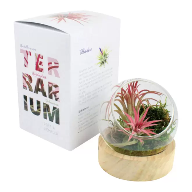 TERRARIUM PERSONNALISÉ EN VASE AVEC SOCLE EN BOIS 'RALINA'