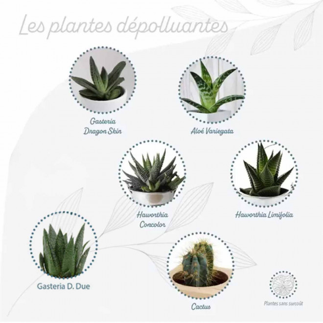 PLANTE DEPOLLUANTE POT CERAMIQUE PUBLICITAIRE 'SAIRA'