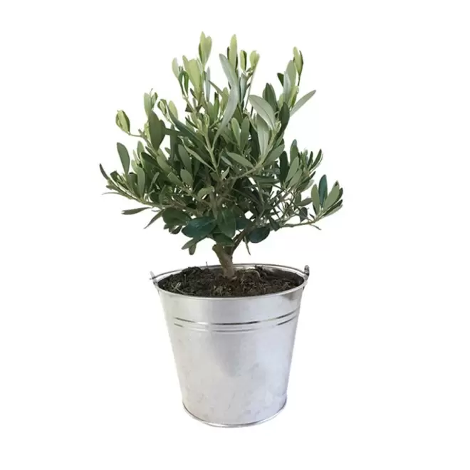 OLIVIER EN POT ZINC PERSONNALISABLE 'OLIVIAN'