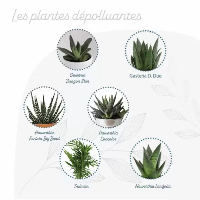 MINI PLANTES DEPOLLUANTES PERSONNALISABLES MIF 'ALORA'