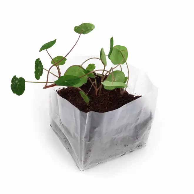 KIT POCKET COCO PERSONNALISABLE 'CLOLU'