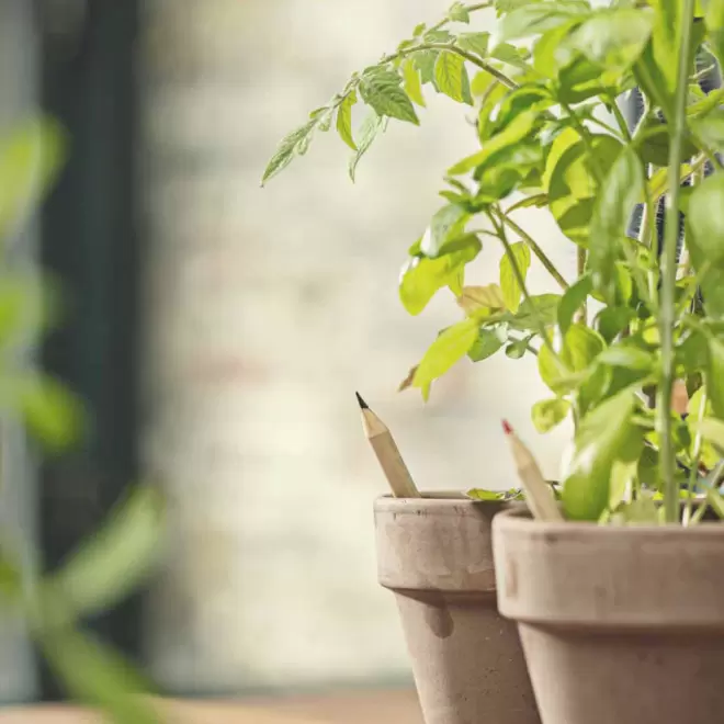 CRAYON GRAINES AVEC CARTONETTE PERSONNALISABLE 'POUSS ST VALENTIN' 