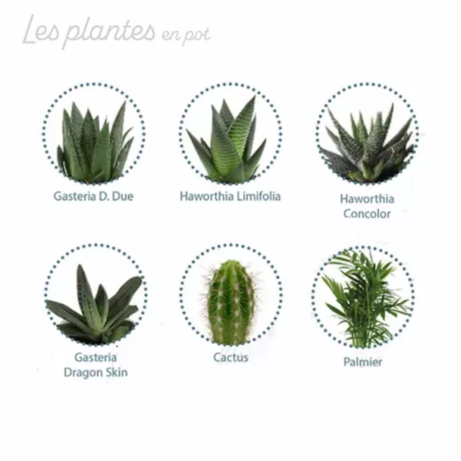 MINI PLANTE EN POT CERAMIQUE PERSONNALISABLE 'LIMIFO'