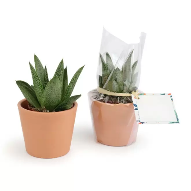 MINI PLANTE EN POT CERAMIQUE PERSONNALISABLE 'LIMIFO'