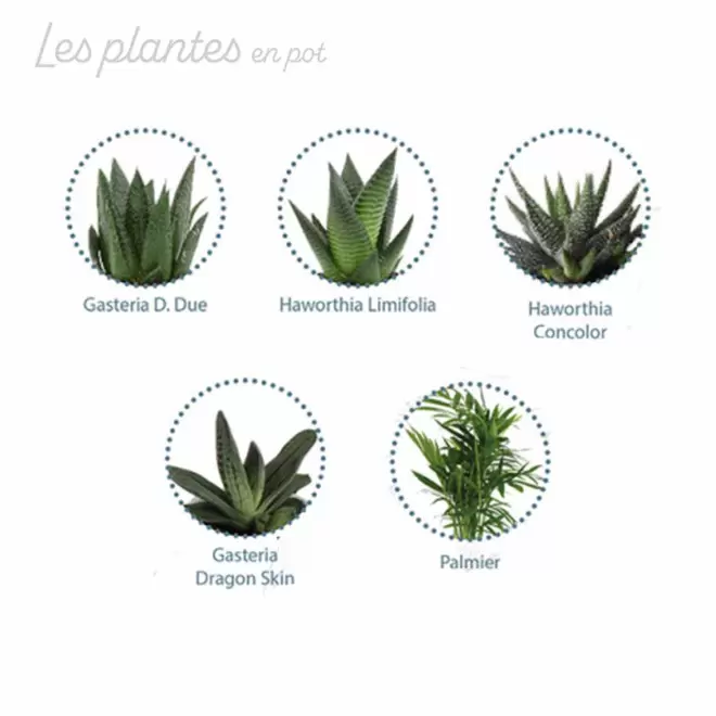 PLANTE POT EN BOUTEILLE RECYCLE PERSONNALISEE 'PINO'