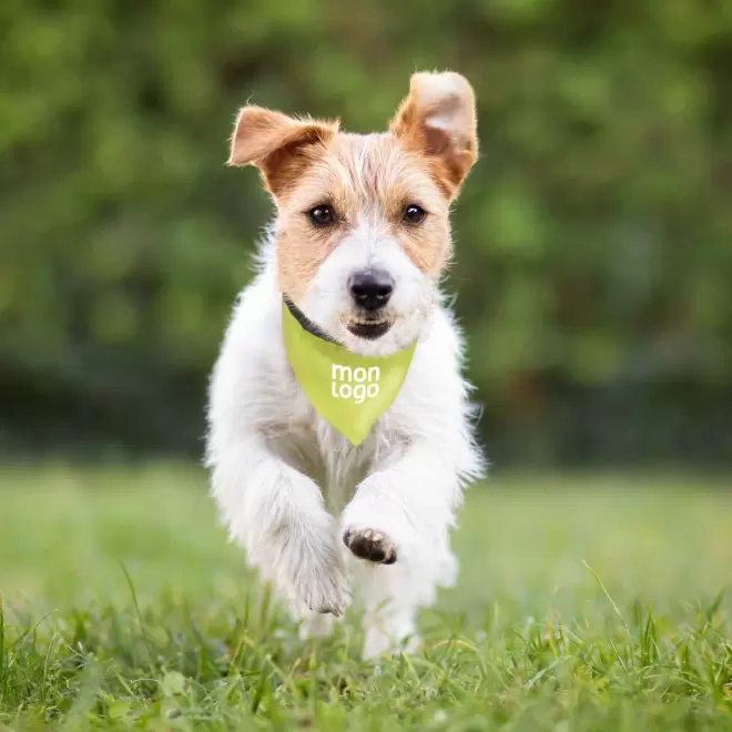 COLLIER VISIBILITE ANIMAUX PERSONNALISABLE 'DOGGY'