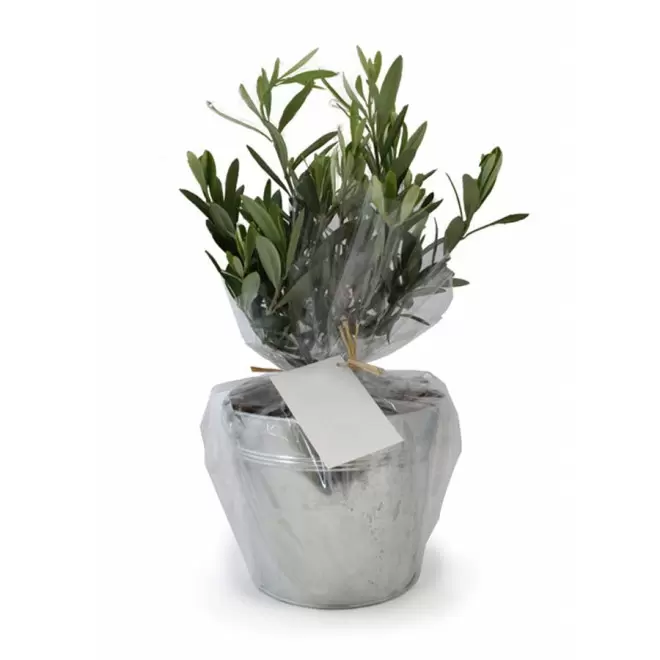 OLIVIER EN POT ZINC PERSONNALISABLE 'OLIVIAN' - métal