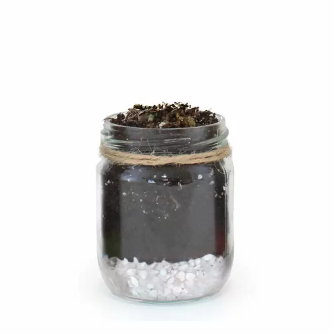 MINI PLANTES DEPOLLUANTES PERSONNALISABLES MIF 'ALORA' - blanc