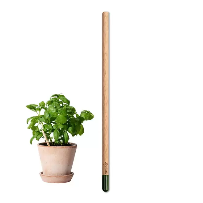 CRAYON GRAINES CARTONETTE PERSONNALISABLE 'POUSS'    - basilic