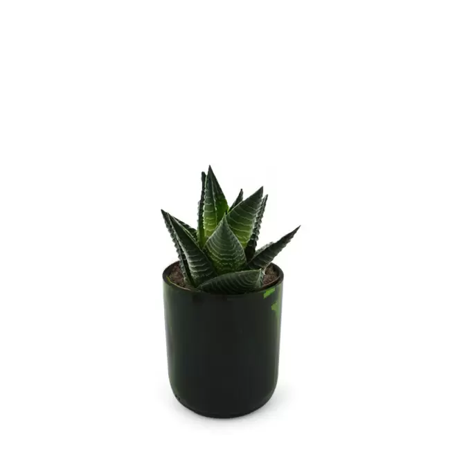 PLANTE POT EN BOUTEILLE RECYCLE PERSONNALISEE 'PINO' - Haworthia Limifolia