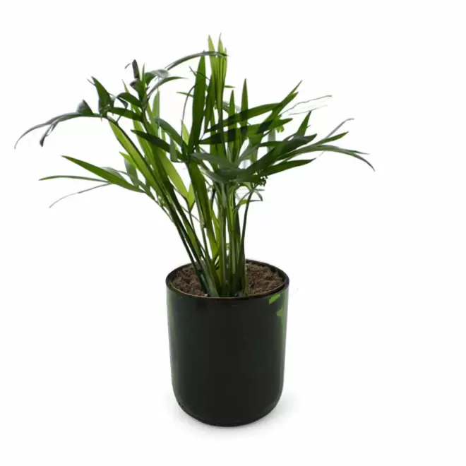 PLANTE POT EN BOUTEILLE RECYCLE PERSONNALISEE 'PINO' - Palmier