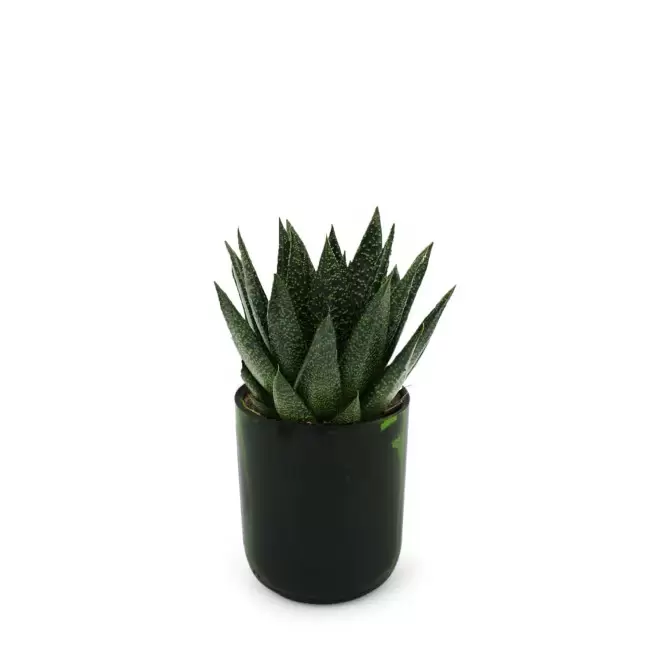 PLANTE POT EN BOUTEILLE RECYCLE PERSONNALISEE 'PINO' - Gasteria_due