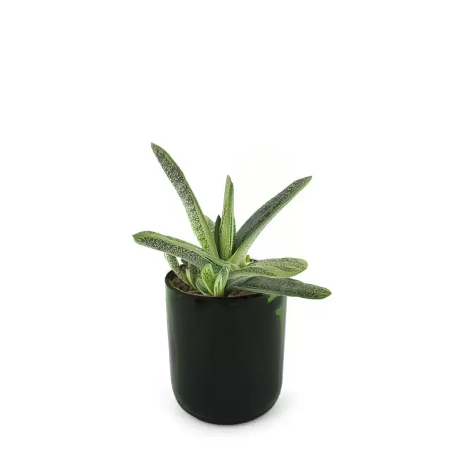 PLANTE POT EN BOUTEILLE RECYCLE PERSONNALISEE 'PINO' - g_dragonskin