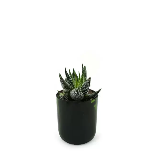 PLANTE POT EN BOUTEILLE RECYCLE PERSONNALISEE 'PINO' - h_concolor