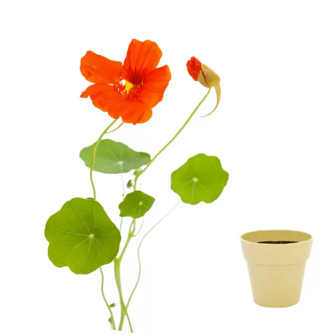 KIT DE PLANTATION BIODÉGRADABLE PERSONNALISÉ 'ARROSY' - capucine