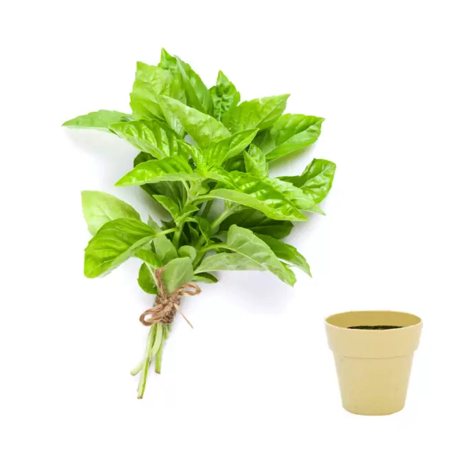 KIT DE PLANTATION BIODÉGRADABLE PERSONNALISÉ 'ARROSY' - basilic